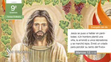 Photo of Evangelio del día 1 junio 2026 (Un hombre plantó una viña)