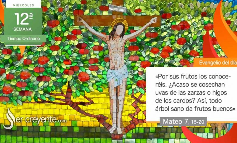 Photo of Evangelio del día 25 junio 2025 (Por sus frutos los conoceréis)